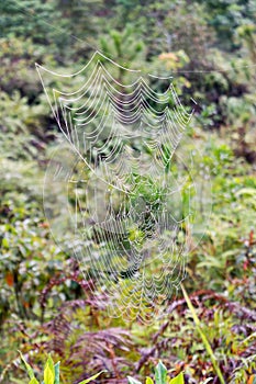 Arachnoid in the forest at dawn with dew and light