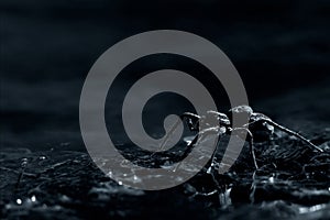Arachnophobia photo