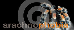 Arachnophobia Banner -