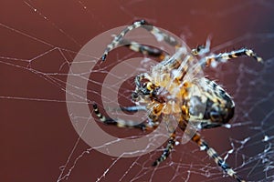 Arachnophobia fear of spider bite concept. Macro close up spider on cobweb spider web on blurred brown background. Life of insects