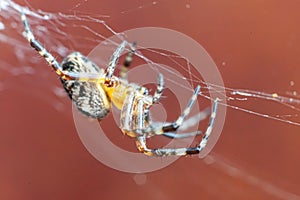 Arachnophobia fear of spider bite concept. Macro close up spider on cobweb spider web on blurred brown background. Life of insects