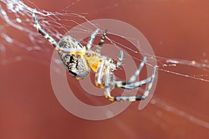 Arachnophobia fear of spider bite concept. Macro close up spider on cobweb spider web on blurred brown background. Life of insects