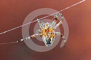 Arachnophobia fear of spider bite concept. Macro close up spider on cobweb spider web on blurred brown background. Life of insects