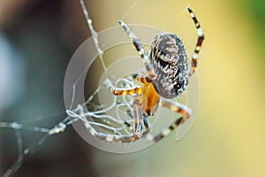 Arachnophobia fear of spider bite concept. Macro close up spider on cobweb spider web on natural blurred background. Life of