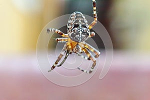 Arachnophobia fear of spider bite concept. Macro close up spider on cobweb spider web on natural blurred background. Life of