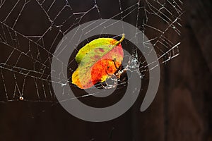 Arachnophobia fear of spider bite concept. Macro close up spider colorful autumn leaf on cobweb spider web on blurred