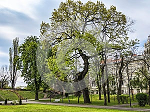 Arad city Romania -Culture Palace - view from Eminescu park