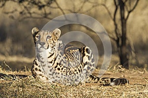 A arae Female King Cheetah (acinonyx jubatus) in South Africa