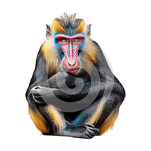 Arafed monkey with a long tail on Transparent Background - Ai Generated