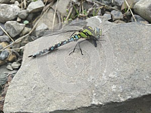 Aragonfly  insent in rock