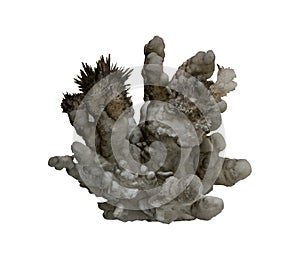 The Aragonite crystals on Stalactite on white background