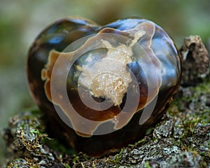 Aragonite from Peru carved into a polished heart on fibrous tree bark in the forest