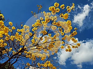 Araguaney tree, Tabebuia chrysantha Venezuela national tree photo