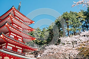 Arakurayama Sengen Park Chureito Pagoda with cherry blossoms in Yamanashi, Japan photo