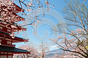 Arakurayama Sengen Park Chureito Pagoda and Fuji Mountain with cherry blossoms in Yamanashi, Japan photo