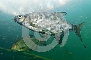 Aral Bream - Abramis brama The common bream, freshwater bream, bream, bronze bream or carp bream is a European species of