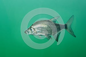 Aral Bream - Abramis brama The common bream, freshwater bream, bream, bronze bream or carp bream is a European species of