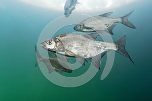 Aral Bream - Abramis brama The common bream, freshwater bream, bream, bronze bream or carp bream is a European species of photo