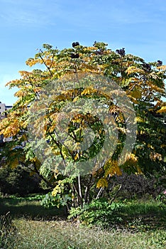 Aralia elata f.subinermis tree\'s yellow leaves and berries. Araliaceae deciduous shrub.