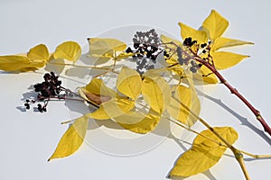 Aralia elata f.subinermis tree\'s yellow leaves and berries. Araliaceae deciduous shrub.