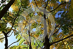 Aralia elata f.subinermis tree\'s yellow leaves and berries. Araliaceae deciduous shrub.