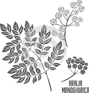 Aralia mandshurica in Line vector illustration