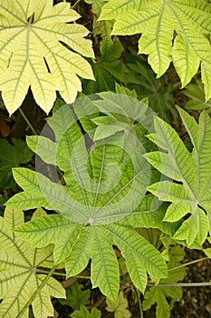 Aralia papirifera leaves details Araliaceae from C photo