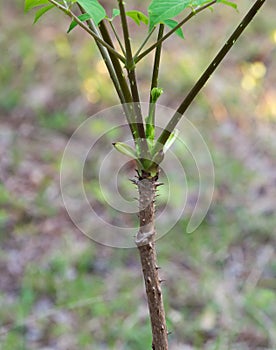 Aralia Spinosa Plant On Bokeh Background.