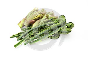 Aralia Sprout and Ostrich fern