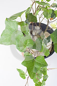 Araliaceae, background, domestic, green, hedera, helix, l, oxygene, plant, studio, white. Studio photo.