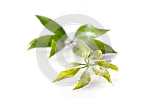 Araliaceae leaf isolated on white background photo