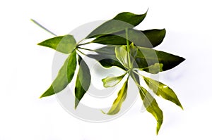 Araliaceae leaf isolated on white photo