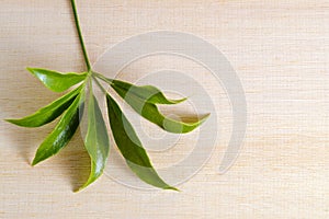 Araliaceae leaf isolated on wooden board with blank text copy sp