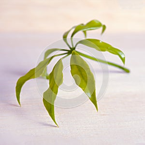 Araliaceae leaf isolated on wooden board photo