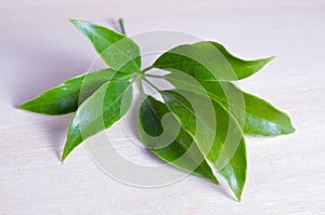 Araliaceae leaf on wooden board
