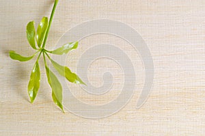 Araliaceae leaf on wooden board with blank text copy sp photo