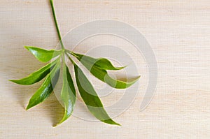 Araliaceae leaf on wooden board photo