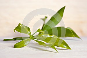 Araliaceae leaf on wooden board photo