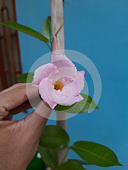 Araliya Flower photo