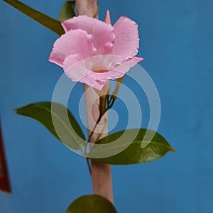 Araliya Flower photo