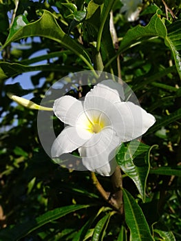 Araliya flower photo