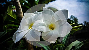 Araliya flower photo