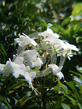 Araliya flowers ... photo