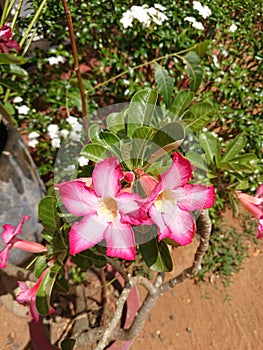 Araliya flowers in sri lanka in the morning photo