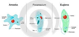 paramecium ciliate, amoeba and Euglena