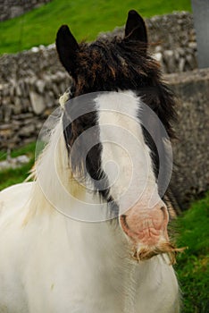 Aran Island Horse with Mustache