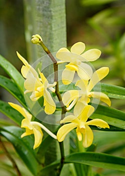 Aranda Iskandar orchids flower