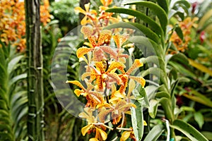 Aranda Panni orchids