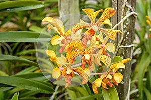 Aranda Panni orchids