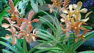 Aranda Uni Putra orchid flowers in Singapore